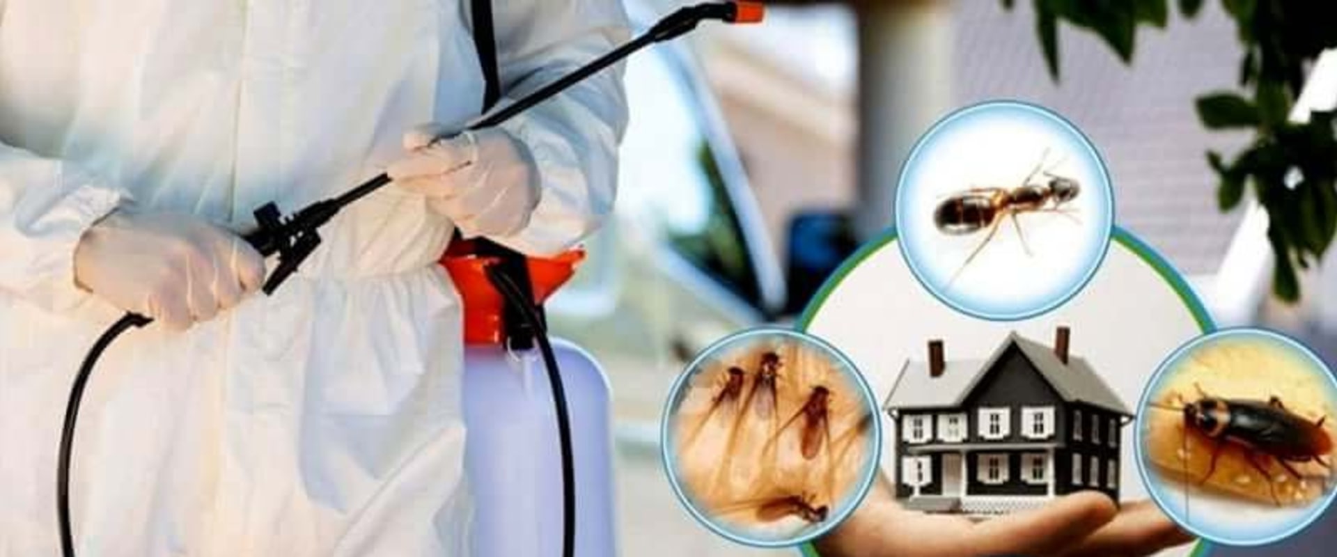 The Importance of Pest Control in Protecting Art Studios and Materials